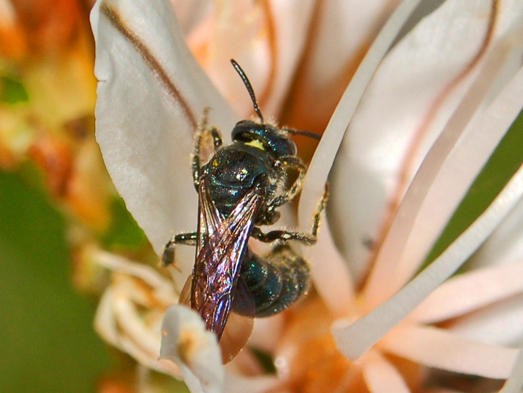 Una piccola vespetta azzurra: Ceratina sp. (Apidae)